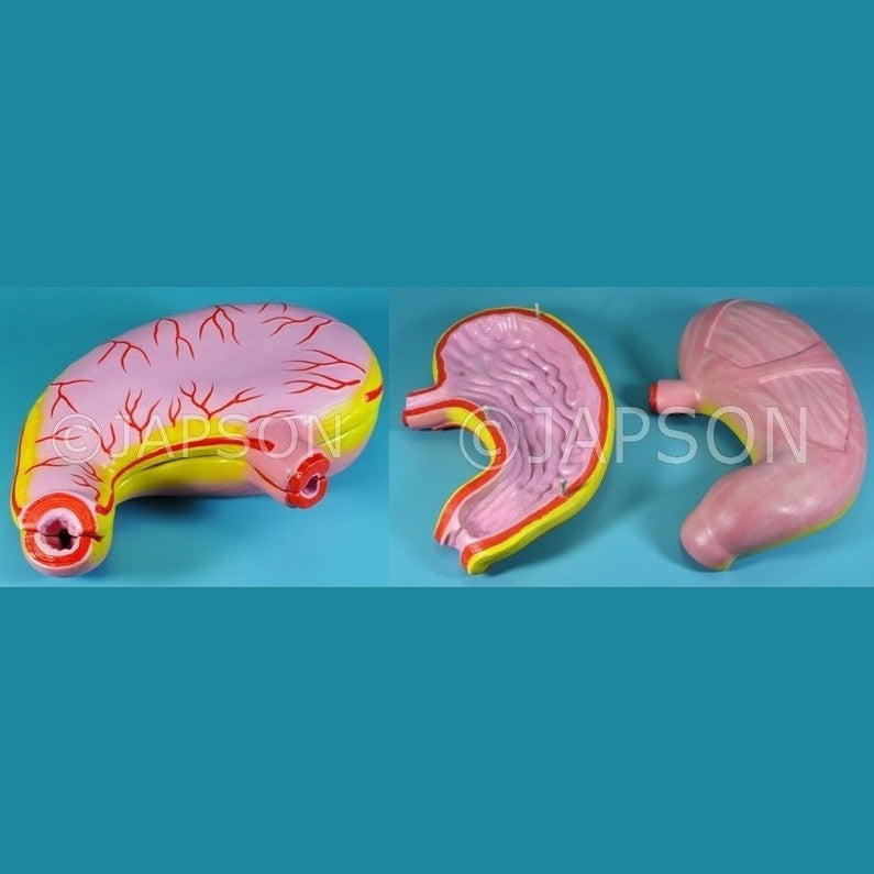 Human Stomach Human Stomach